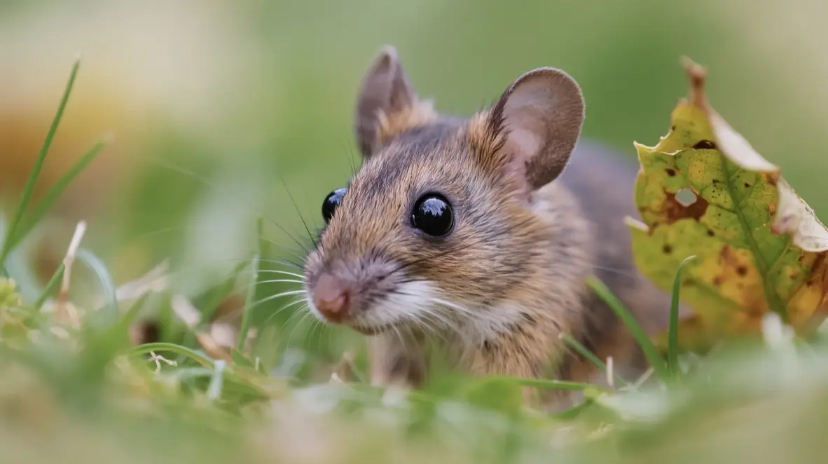 4 Major Taboos for Rat Zodiac in 2025
